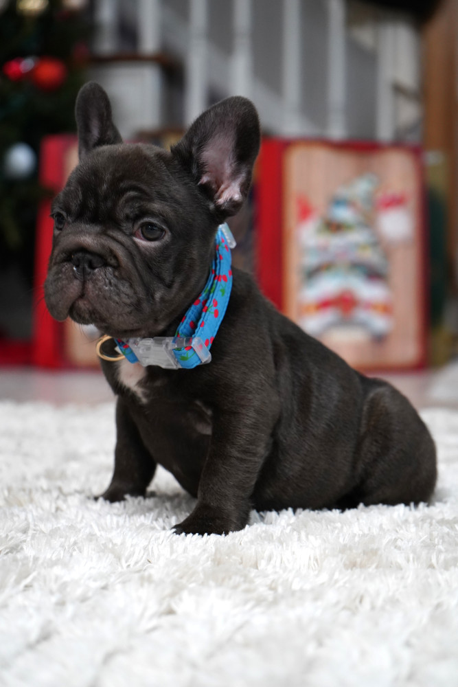 Male Chocolate. Ready to Go