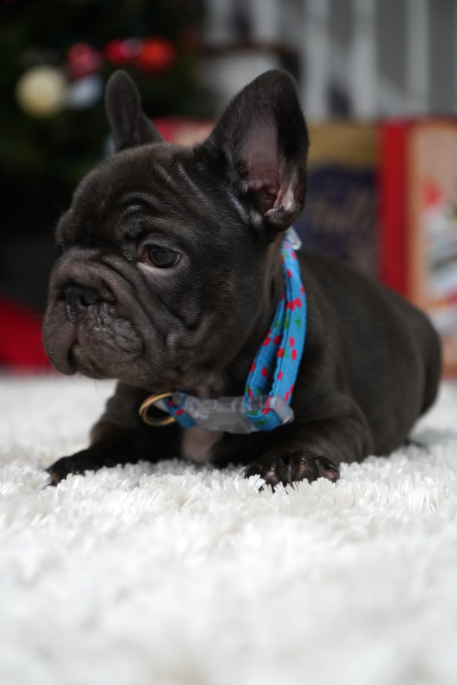 Male Chocolate. Ready to Go