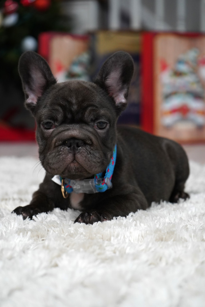 Male Chocolate. Ready to Go