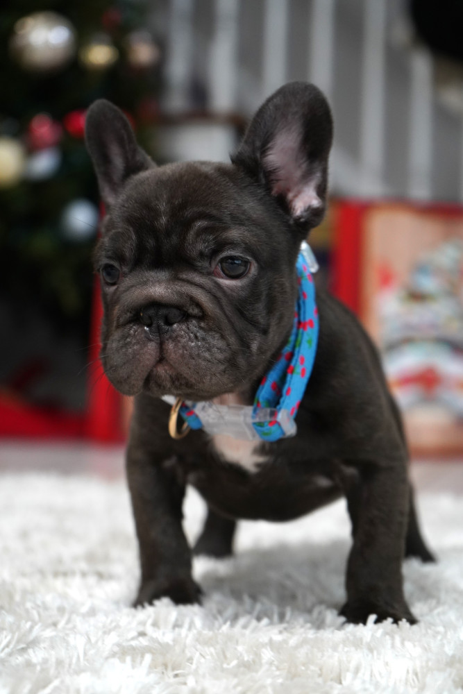 Male Chocolate. Ready to Go