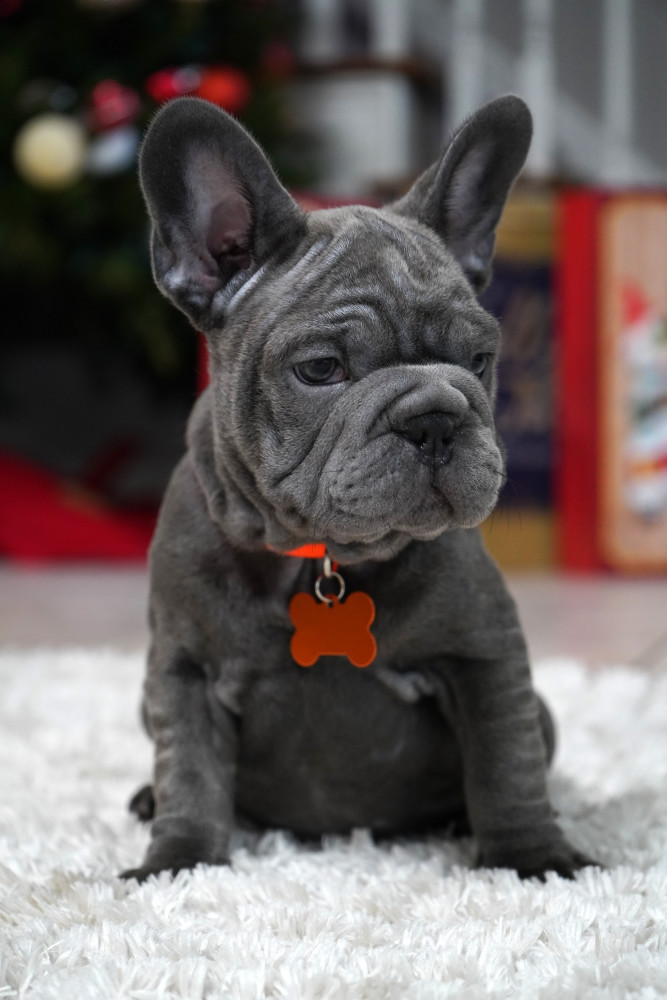 Female Blue. Ready to Go