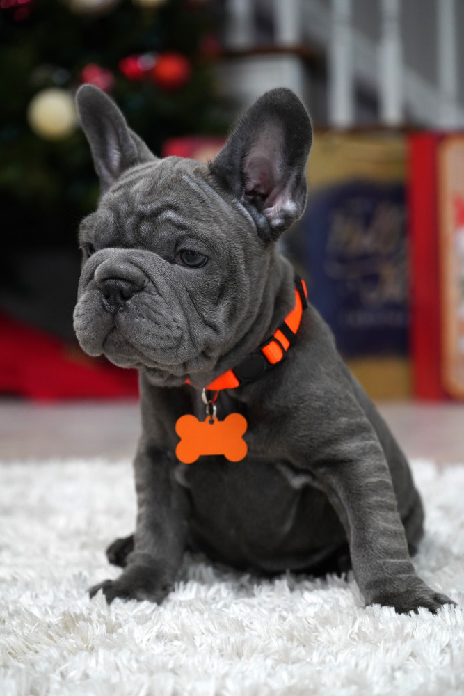 Female Blue. Ready to Go