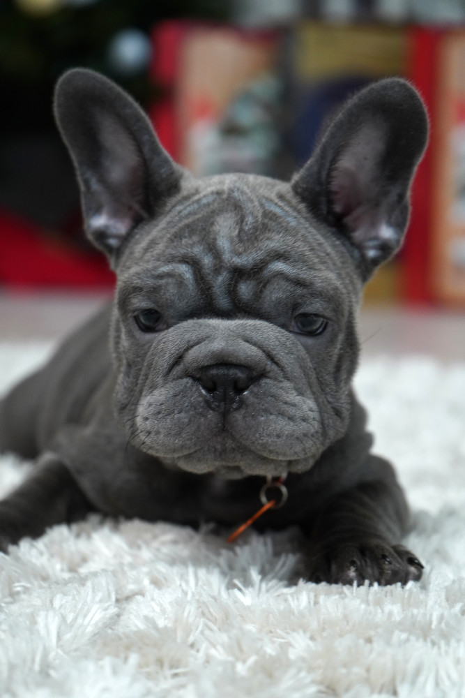 Female Blue. Ready to Go