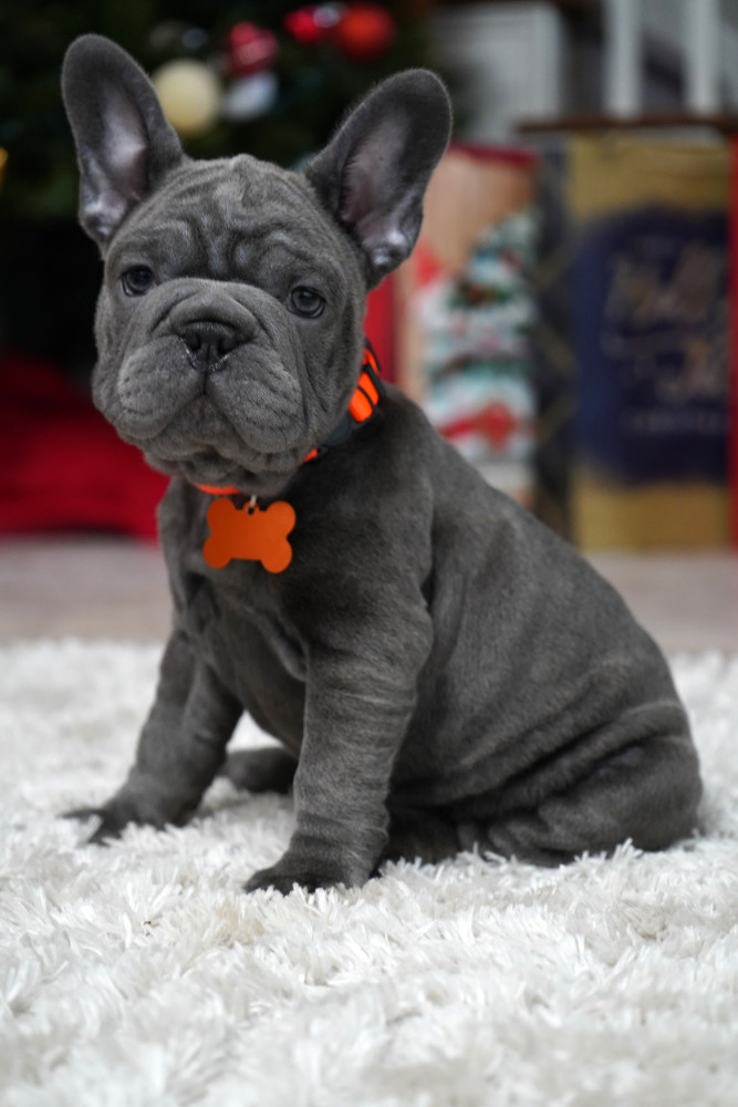 Female Blue. Ready to Go