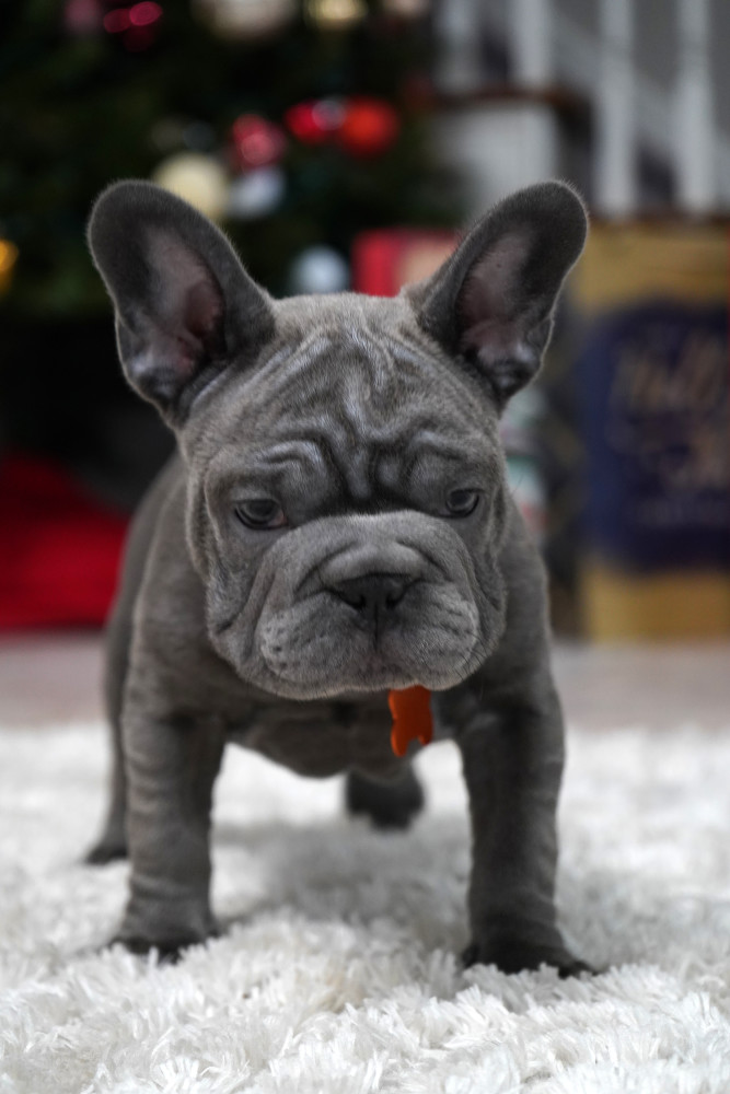 Female Blue. Ready to Go