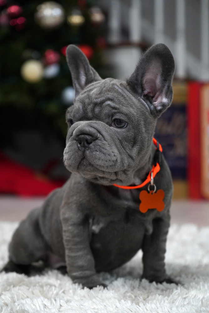 Female Blue. Ready to Go
