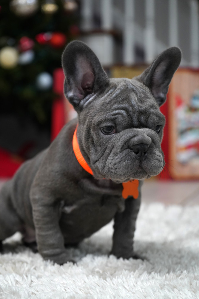 Female Blue. Ready to Go
