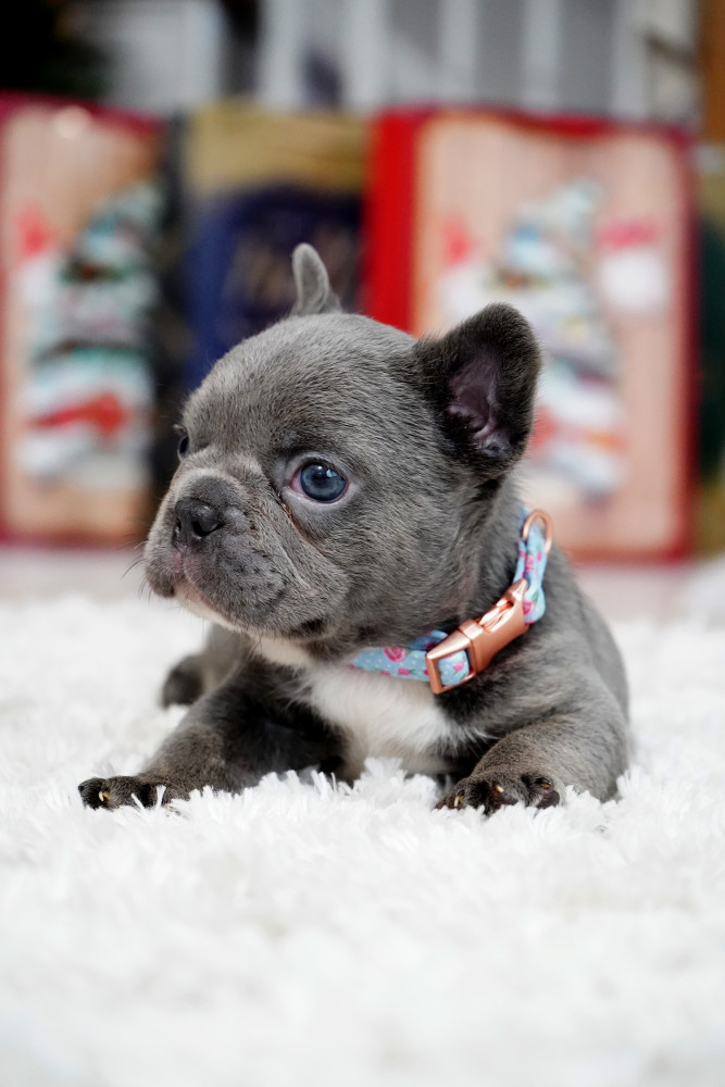 Male Blue. This will be a great Christmas gift.