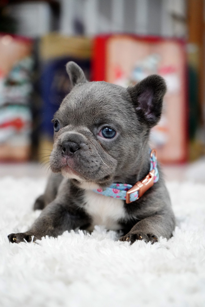 Male Blue. This will be a great Christmas gift.