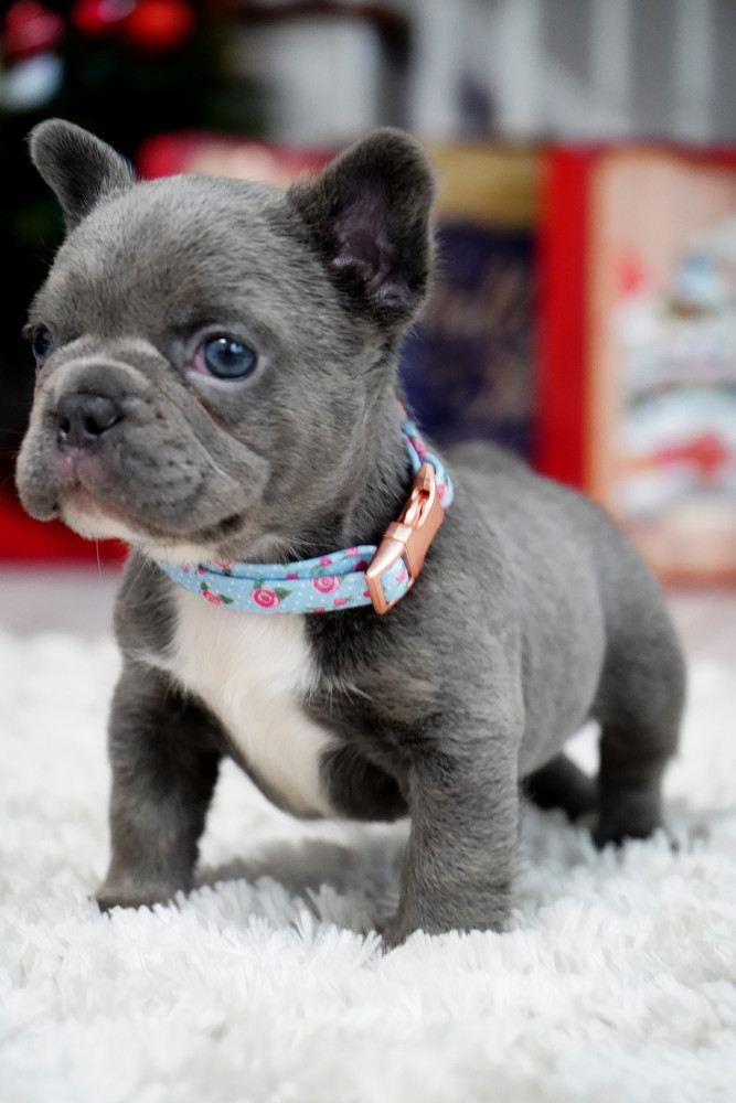 Male Blue. This will be a great Christmas gift.