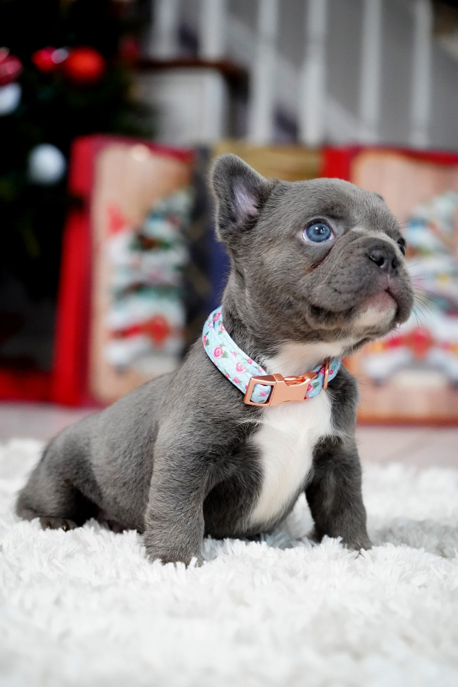 Male Blue. This will be a great Christmas gift.