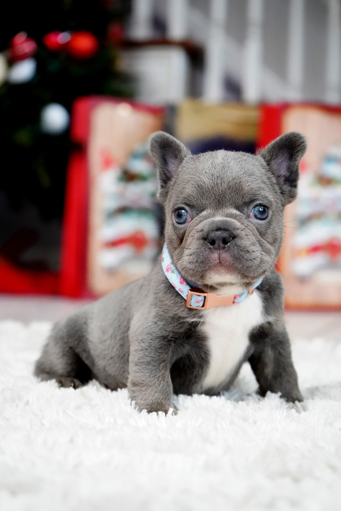 Male Blue. This will be a great Christmas gift.