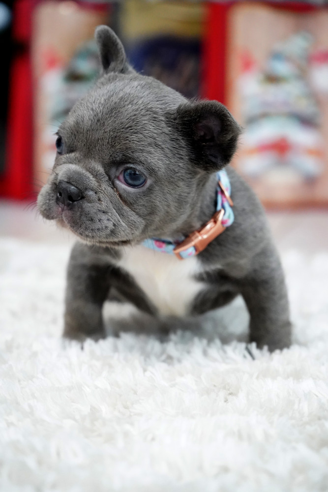 Male Blue. This will be a great Christmas gift.