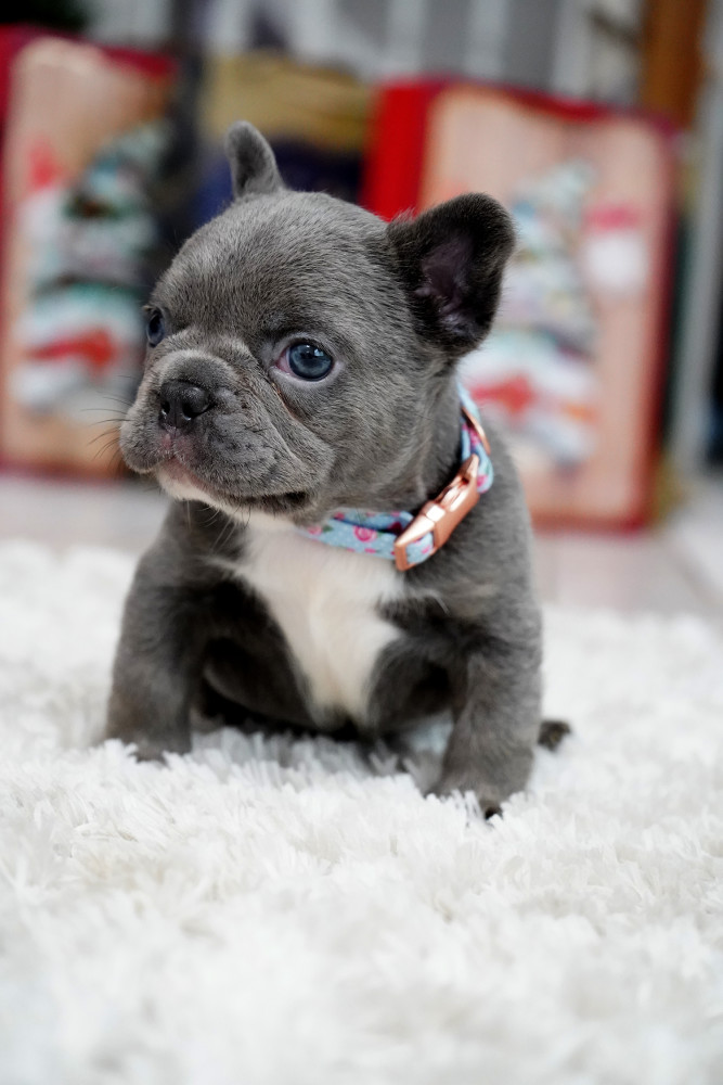 Male Blue. This will be a great Christmas gift.