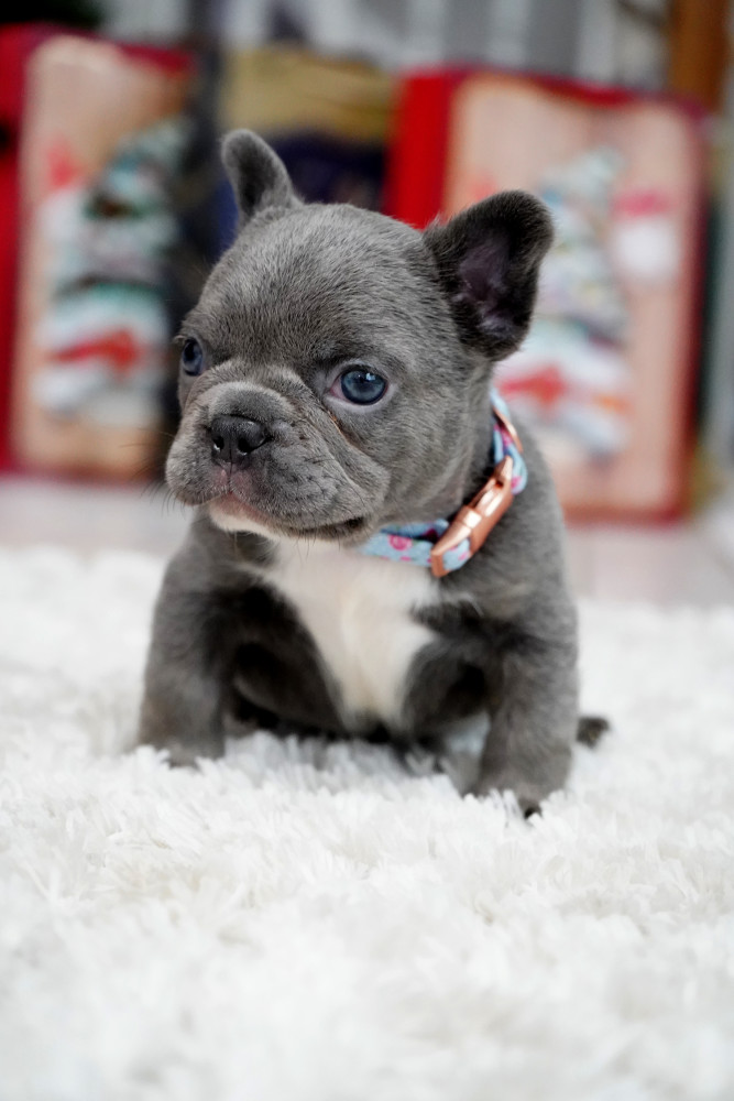 Male Blue. This will be a great Christmas gift.