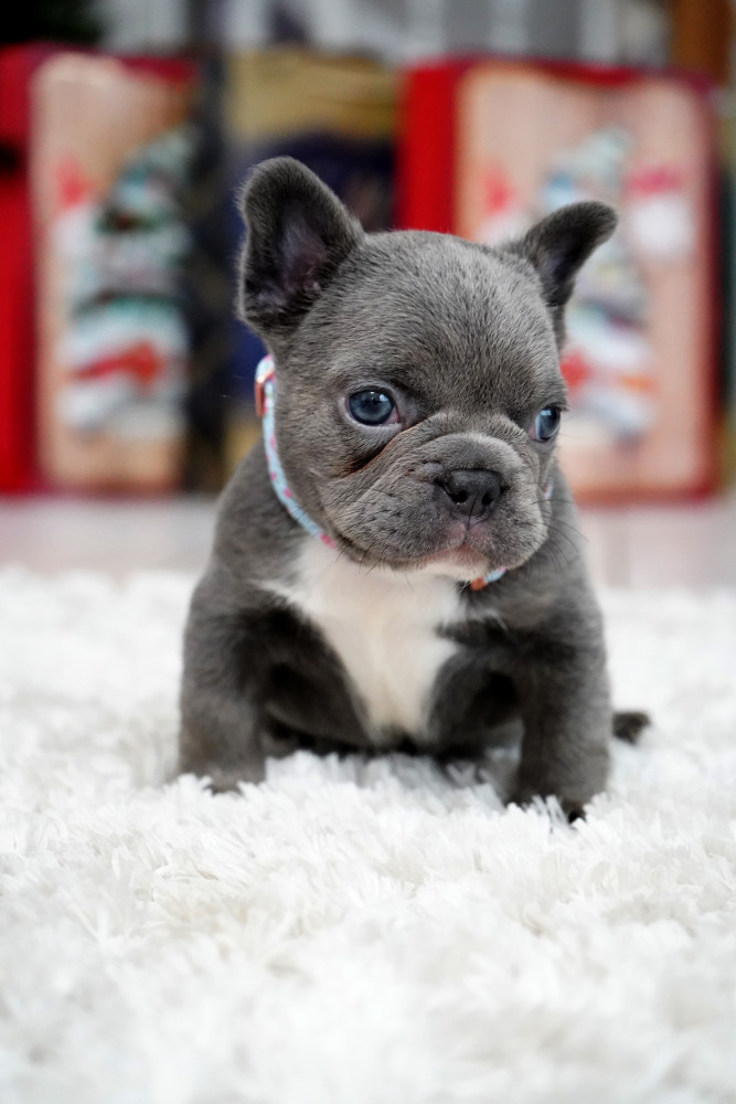 Male Blue. This will be a great Christmas gift.