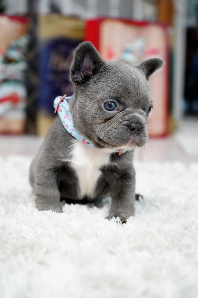 Male Blue. This will be a great Christmas gift.