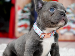 Male Blue. This will be a great Christmas gift.