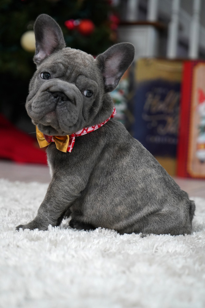 Female Blue. Ready to Go