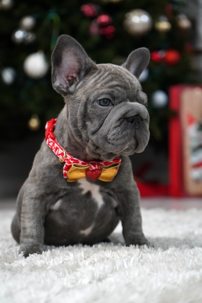 Female Blue. Ready to Go