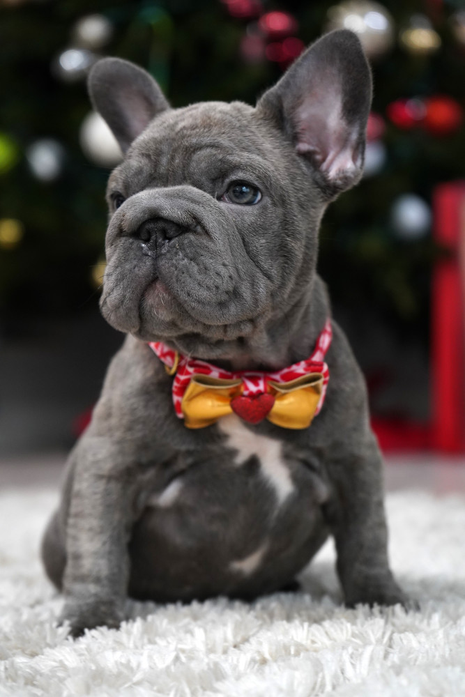 Female Blue. Ready to Go