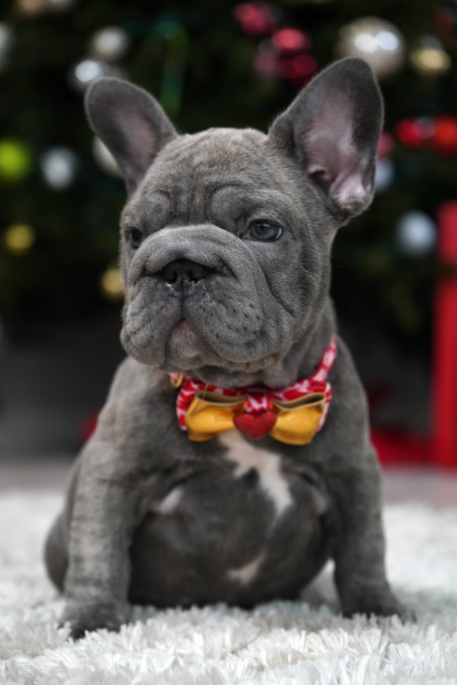 Female Blue. Ready to Go