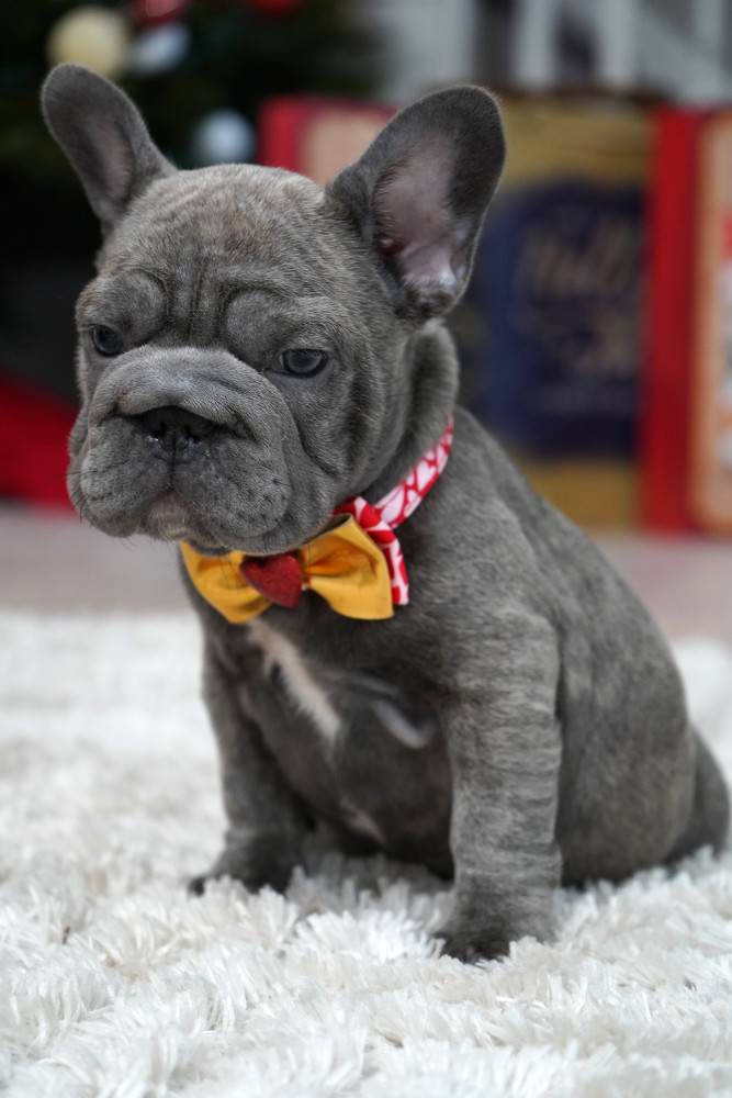 Female Blue. Ready to Go