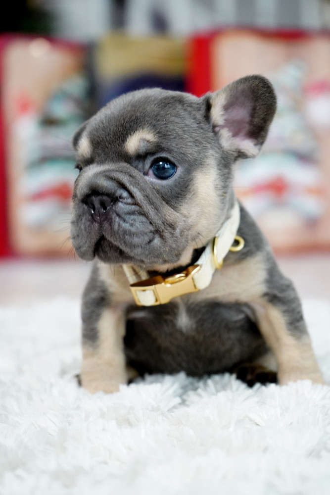Male Blue Tan. This will be a great Christmas gift.