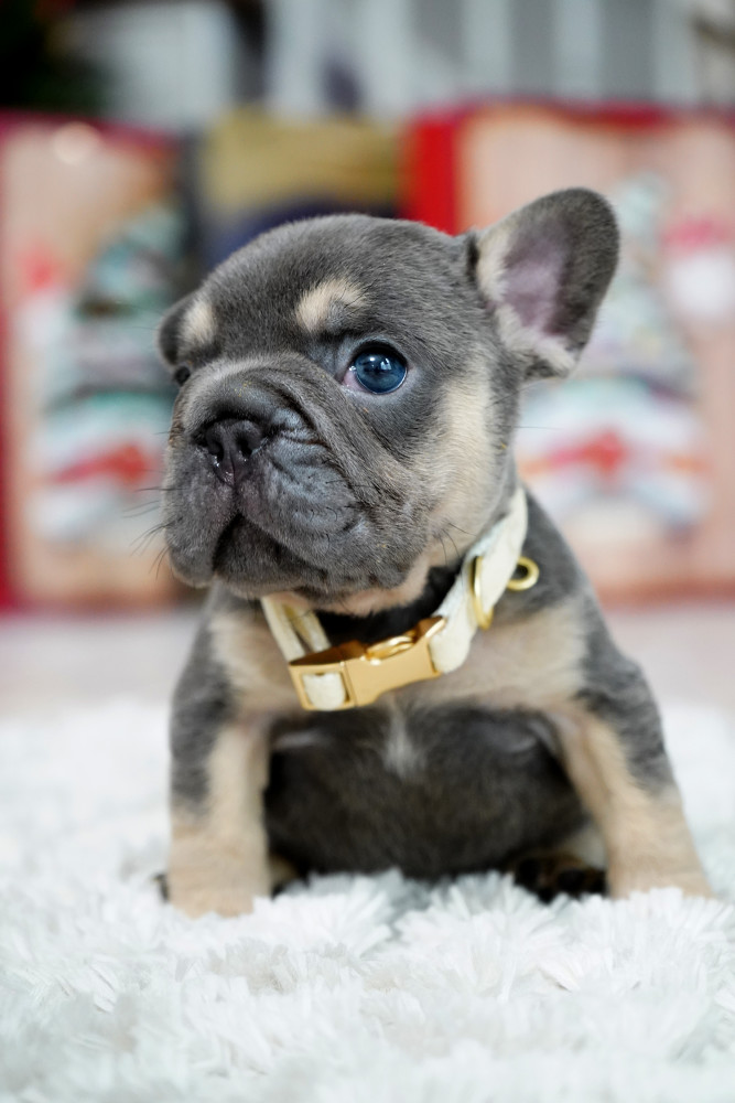 Male Blue Tan. This will be a great Christmas gift.