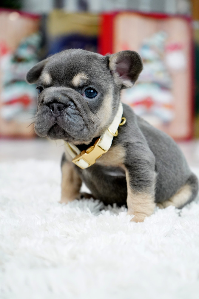 Male Blue Tan. This will be a great Christmas gift.