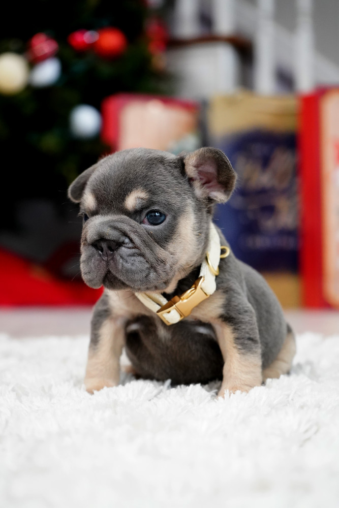 Male Blue Tan. This will be a great Christmas gift.