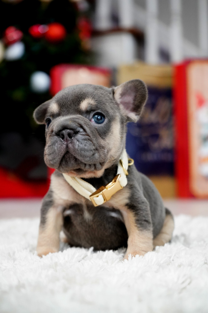 Male Blue Tan. This will be a great Christmas gift.