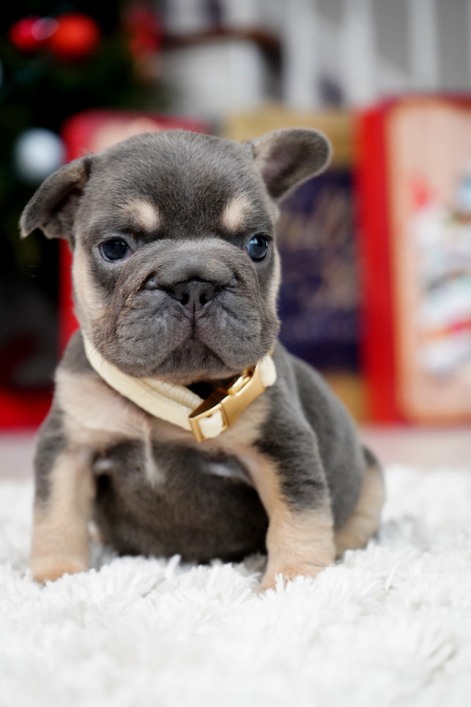 Male Blue Tan. This will be a great Christmas gift.