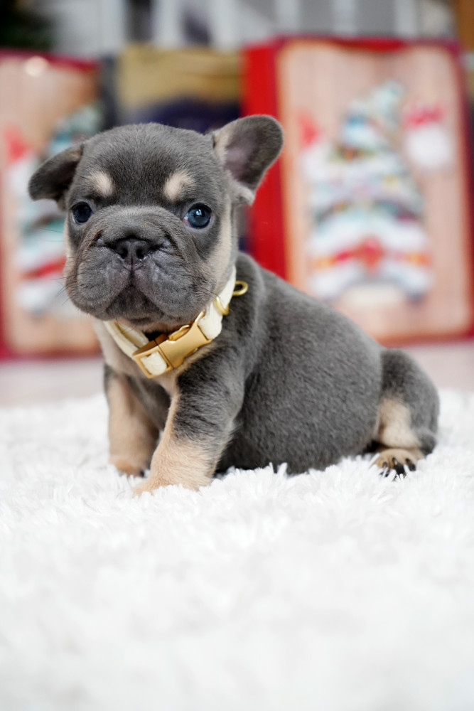 Male Blue Tan. This will be a great Christmas gift.