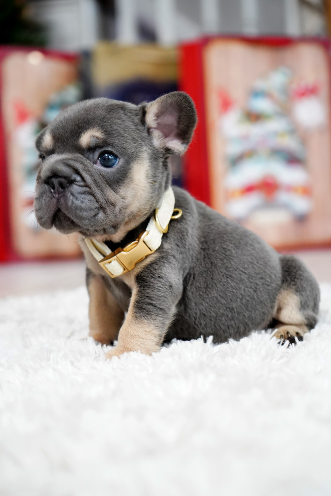 Male Blue Tan. This will be a great Christmas gift.