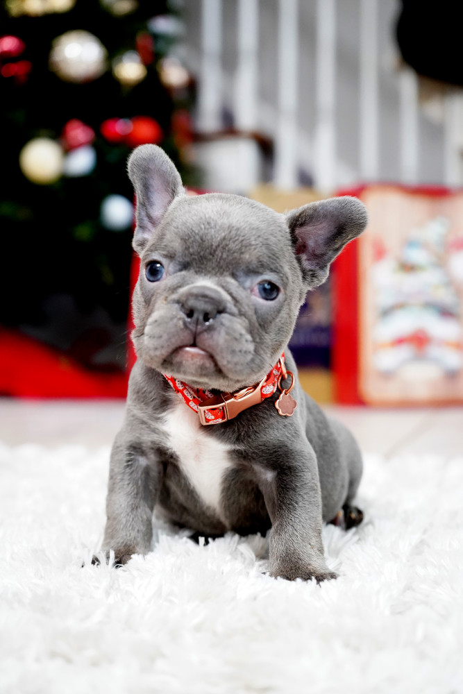 Male Blue. This will be a great Christmas gift.