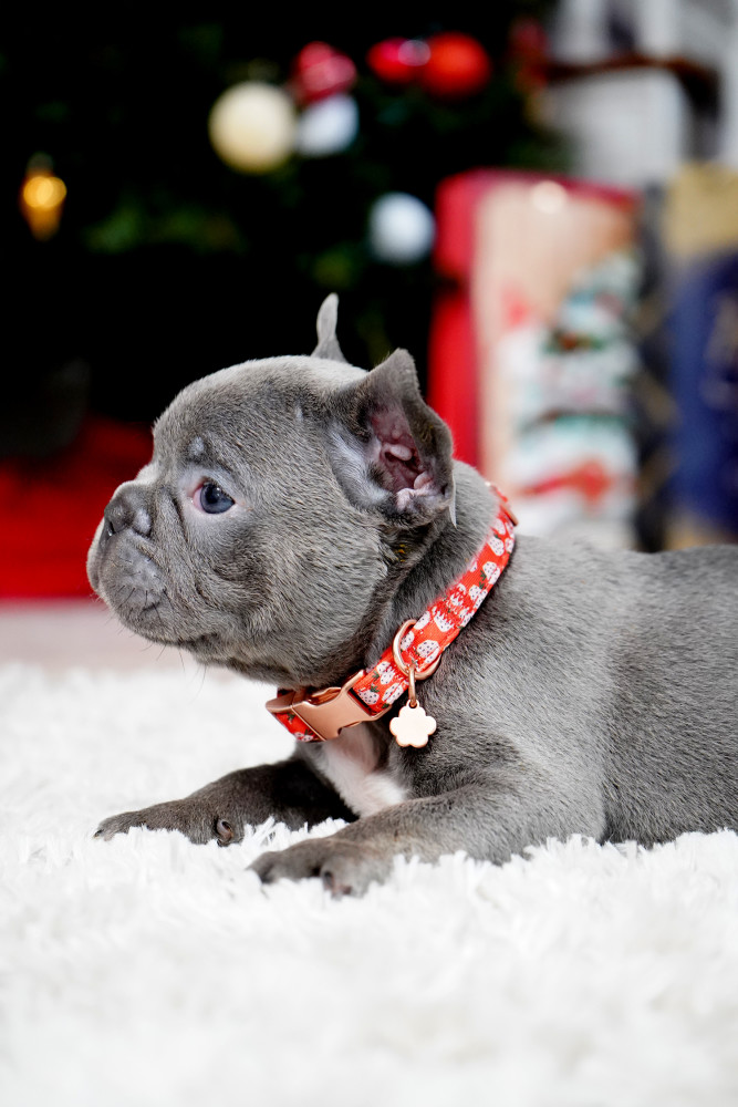 Male Blue. This will be a great Christmas gift.
