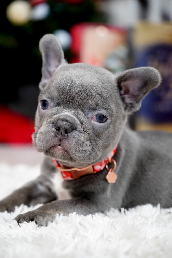 Male Blue. This will be a great Christmas gift.