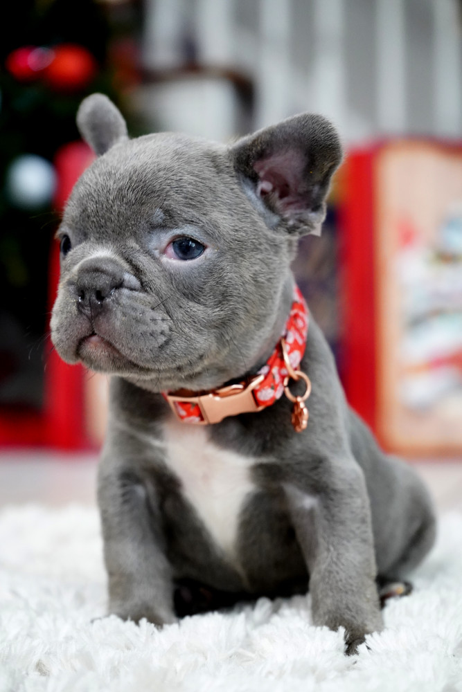 Male Blue. This will be a great Christmas gift.