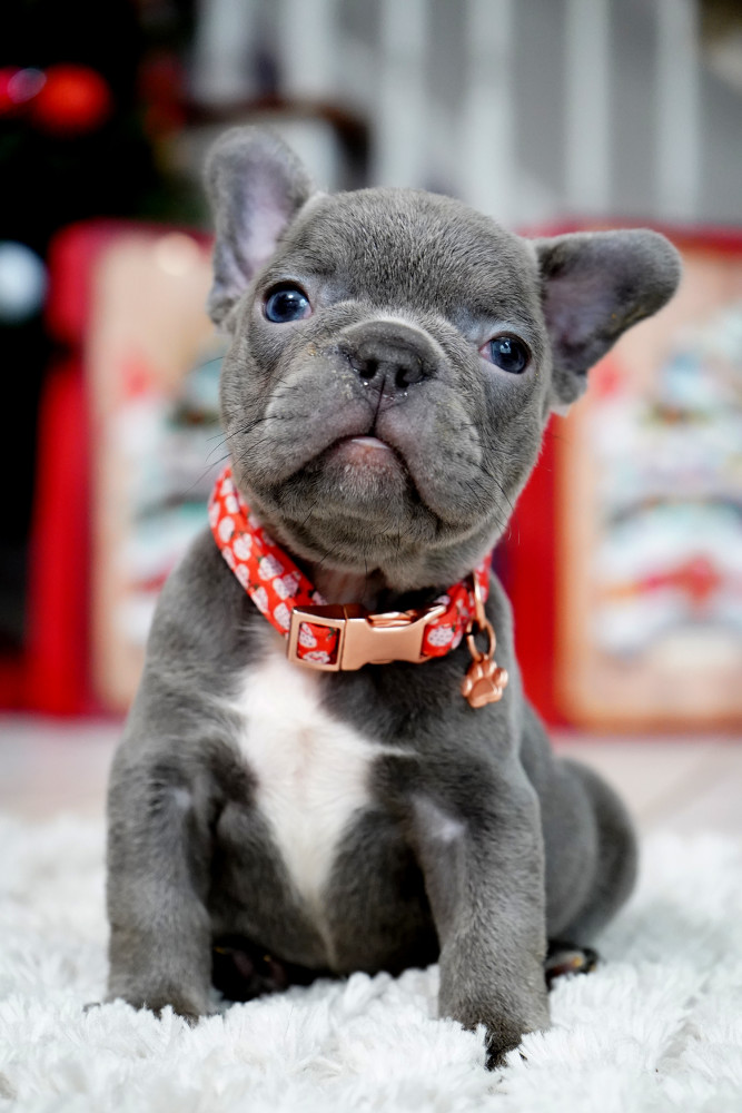 Male Blue. This will be a great Christmas gift.