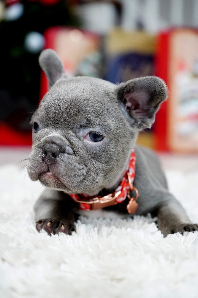 Male Blue. This will be a great Christmas gift.