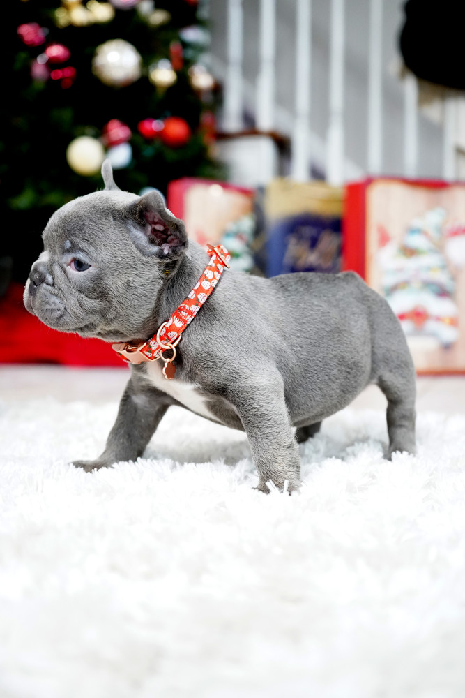 Male Blue. This will be a great Christmas gift.