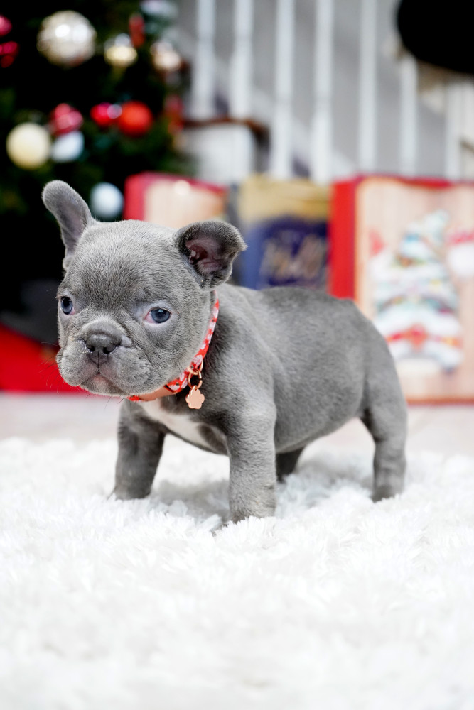 Male Blue. This will be a great Christmas gift.