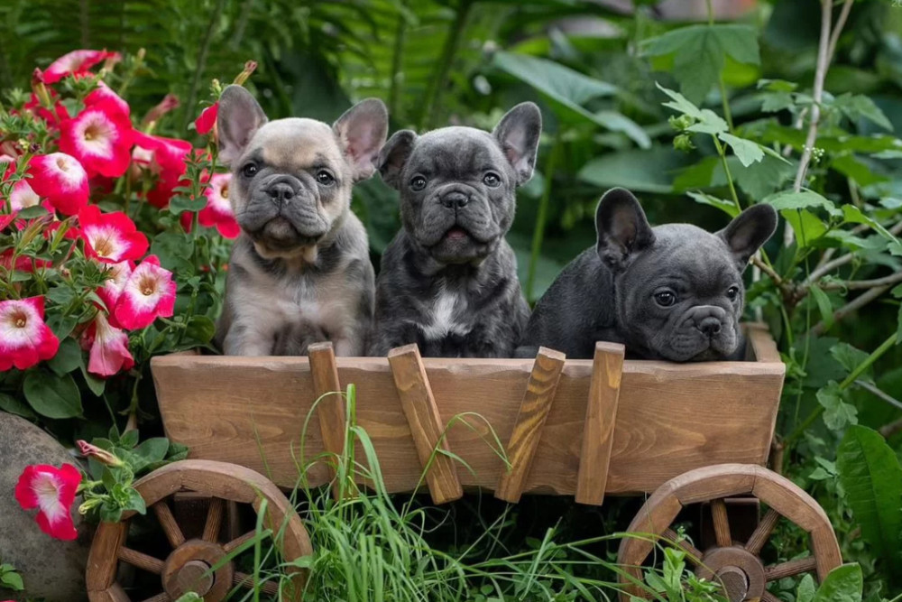 French Bulldog Puppies for Sale in Florida (FL)