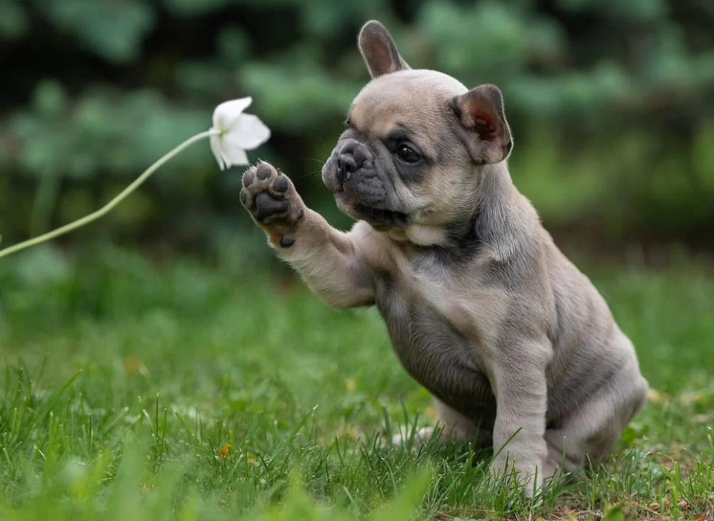 French Bulldog Puppies for Sale in Florida (FL)