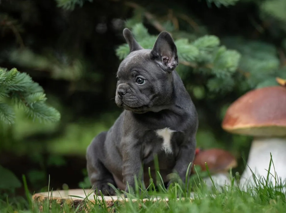 French Bulldog Puppies for Sale in Florida (FL)