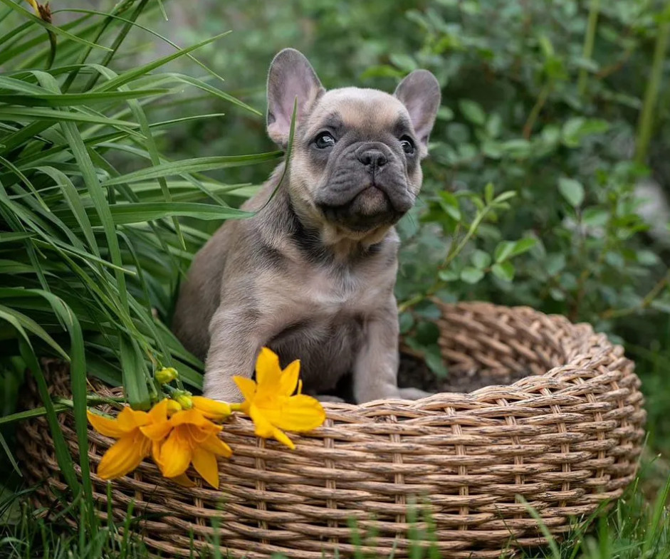 French Bulldog Puppies for Sale in Florida (FL)