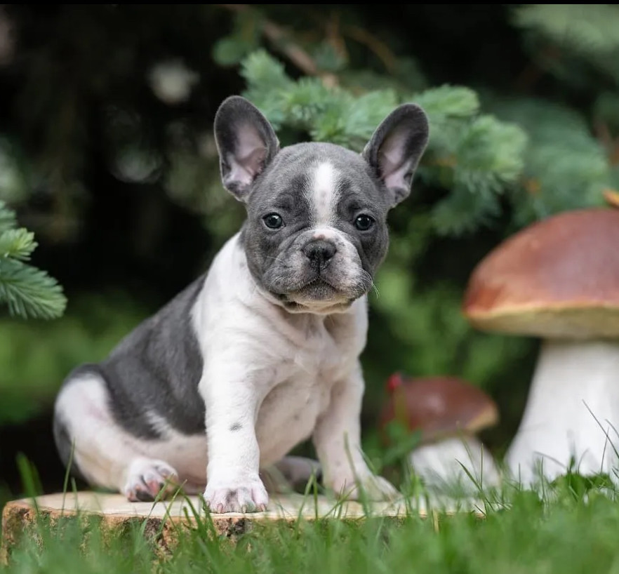 French Bulldog Puppies for Sale in Florida (FL)