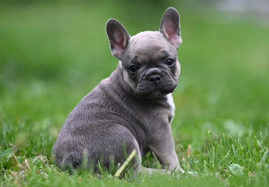 French Bulldog Puppies for Sale in Florida (FL)