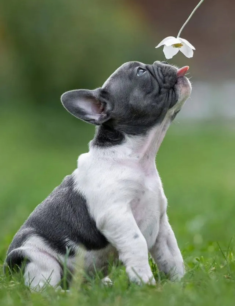French Bulldog Puppies for Sale in Florida (FL)